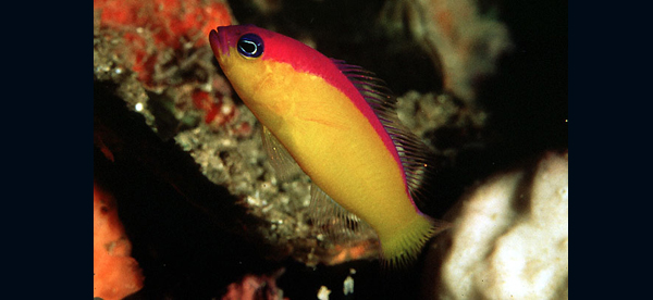 Pictichromis diadema (紫紅背繡雀鯛)