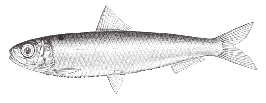 Herklotsichthys punctatus (斑點似青鱗魚)