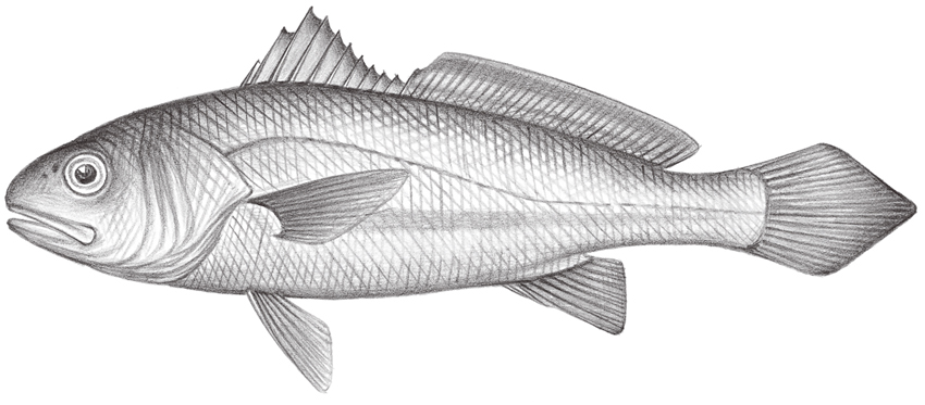 Larimichthys polyactis (小黃魚)