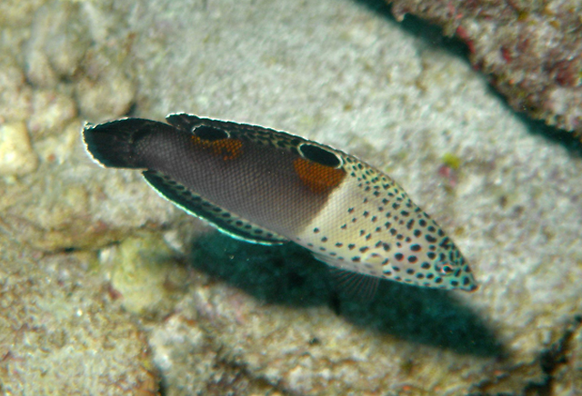 Coris aygula (紅喉盔魚)