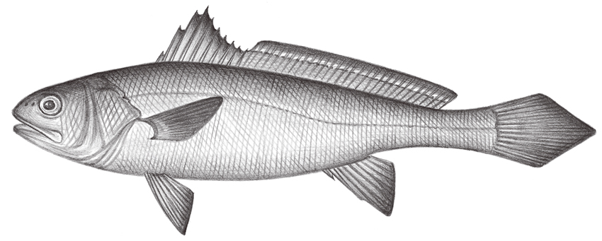 Miichthys miiuy (鮸)