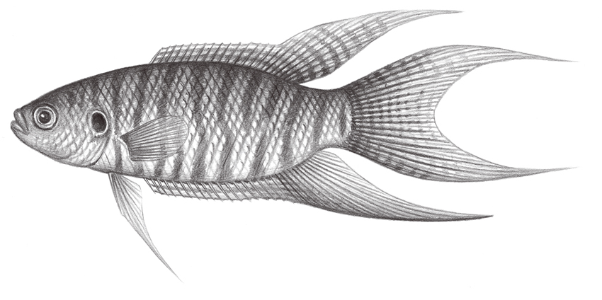 Macropodus opercularis (蓋斑鬥魚)