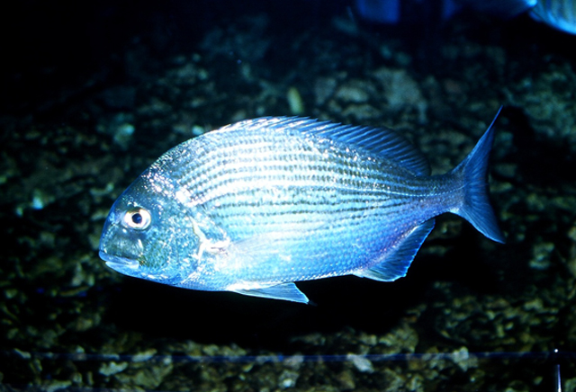 Rhabdosargus sarba (平鯛)
