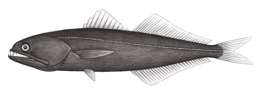 Chiasmodon niger (黑叉齒魚)