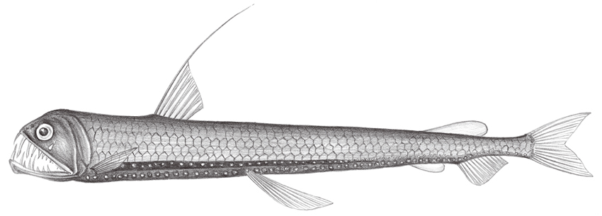 Chauliodus macouni (馬康氏蝰魚)