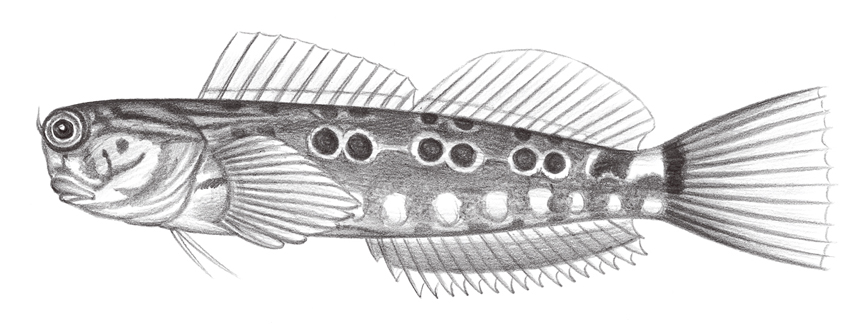 Ecsenius oculus (眼斑無鬚鳚)