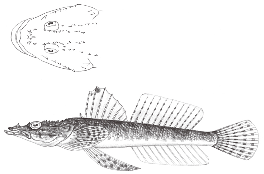 Sunagocia arenicola (沙地蘇納牛尾魚)