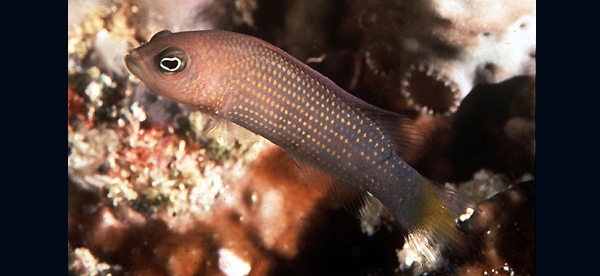 Pseudochromis marshallensis (馬歇爾島擬雀鯛)