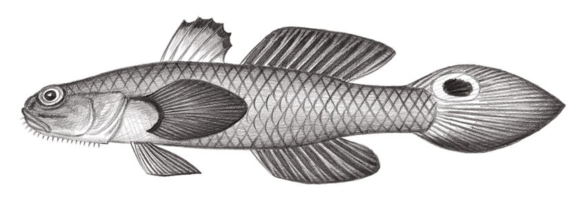 Parachaeturichthys polynema (多鬚擬矛尾鰕虎)