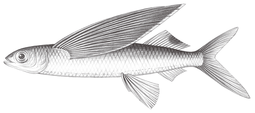 Cheilopogon cyanopterus (黑鰭鬚唇飛魚)