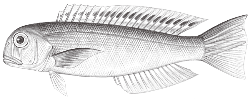 Branchiostegus argentatus (銀馬頭魚)