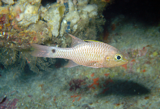 Pristiapogon kallopterus (麗鰭鋸天竺鯛)