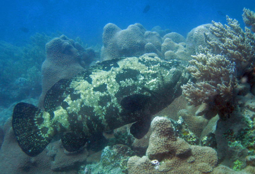 Epinephelus fuscoguttatus (棕點石斑魚)