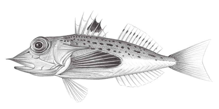 Pterygotrigla hemisticta (尖棘角魚)