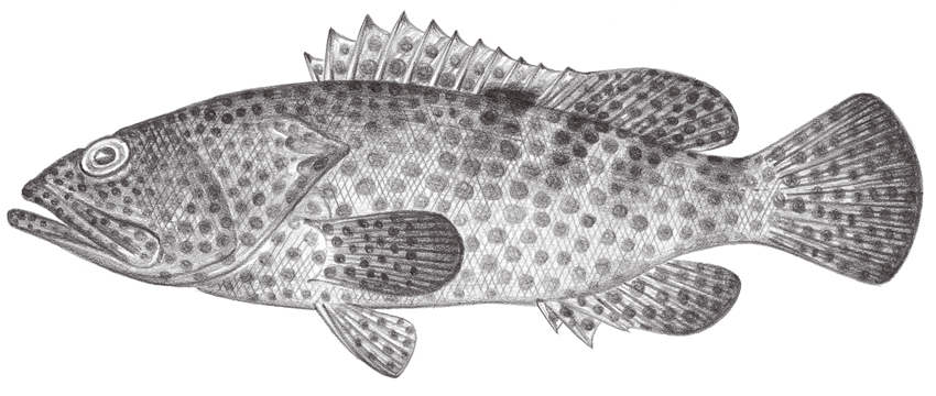 Epinephelus tauvina (鱸滑石斑魚)