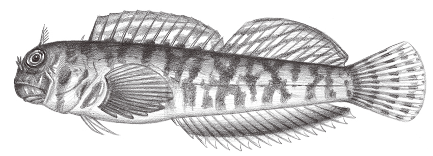 Entomacrodus niuafoouensis (蟲紋間頸鬚鳚)