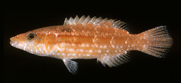 Oxycheilinus orientalis (東方尖唇魚)