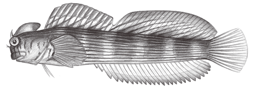 Istiblennius lineatus (線紋蛙鳚)