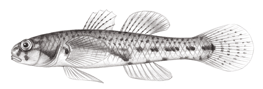 Pseudogobius masago (小口擬鰕虎)