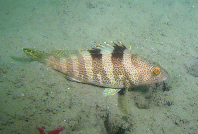 Epinephelus awoara (青石斑魚)