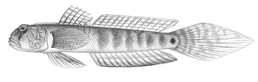 Oxyurichthys papuensis (巴布亞溝鰕虎)