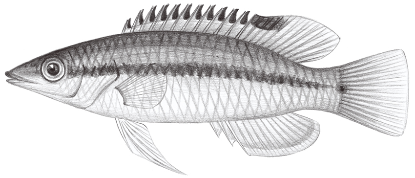 Bodianus thoracotaeniatus (絲鰭狐鯛)