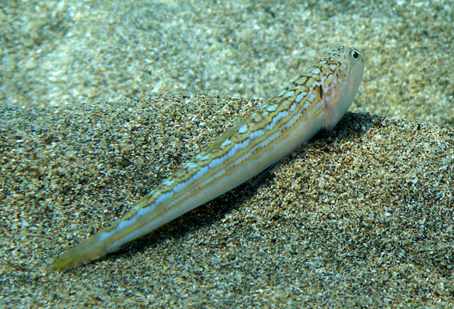 Trachinocephalus myops (準大頭狗母魚)