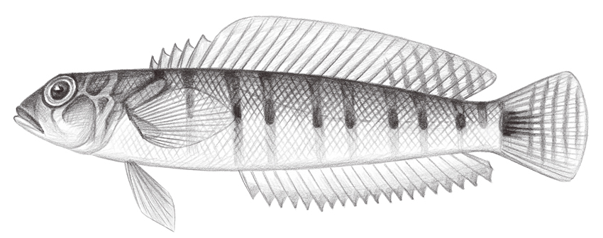 Parapercis multifasciata (多橫帶擬鱸)