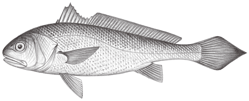 Larimichthys crocea (大黃魚)