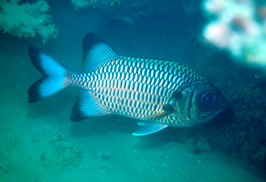 Myripristis adusta (焦黑鋸鱗魚)