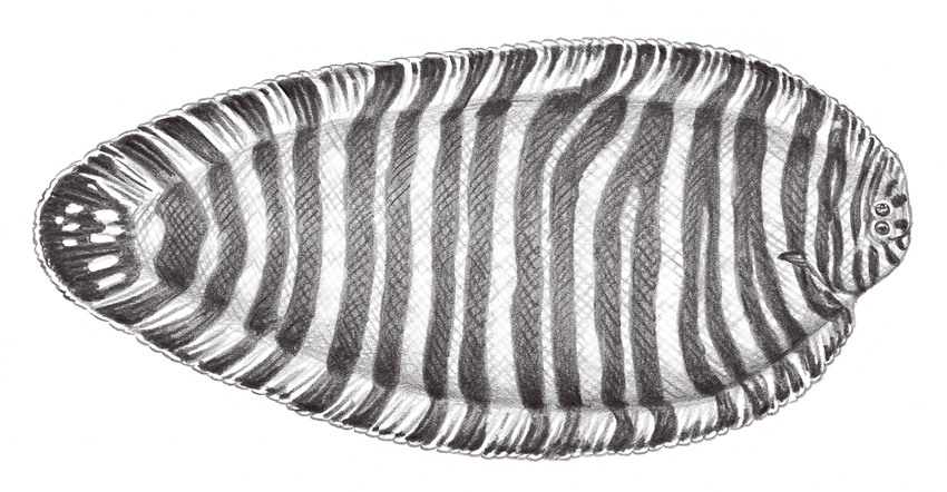 Zebrias zebra (條鰨)