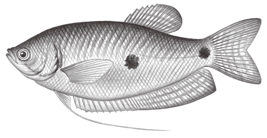 Trichopodus trichopterus (絲鰭毛足鬥魚)