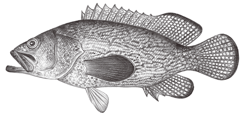 Epinephelus ongus (紋波石斑魚)