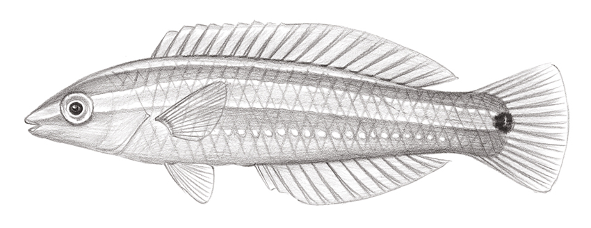 Halichoeres pelicieri (派氏海豬魚)