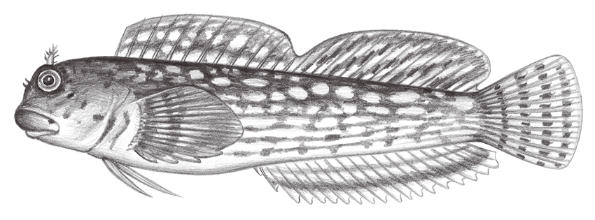 Entomacrodus decussatus (斑紋間頸鬚鳚)