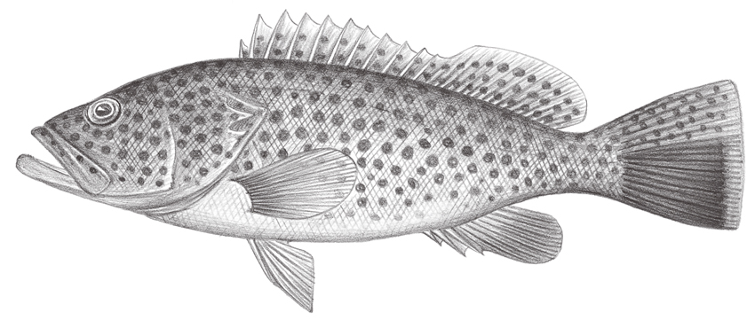 Epinephelus bleekeri (布氏石斑魚)