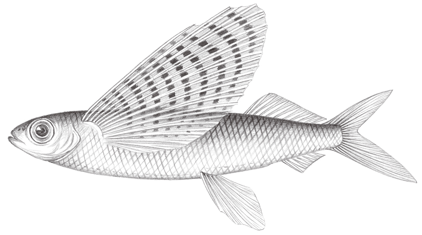 Cypselurus poecilopterus (斑鰭飛魚)