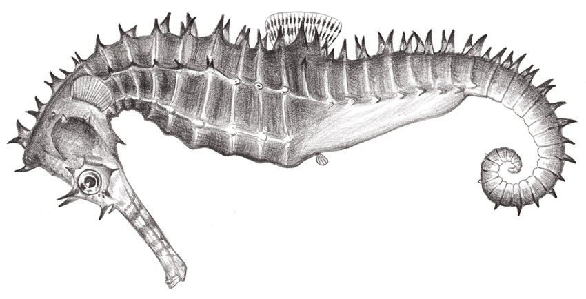 Hippocampus histrix (刺海馬)