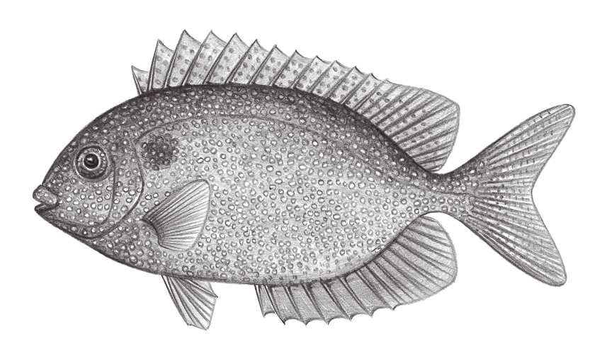 Siganus punctatus (斑臭肚魚)
