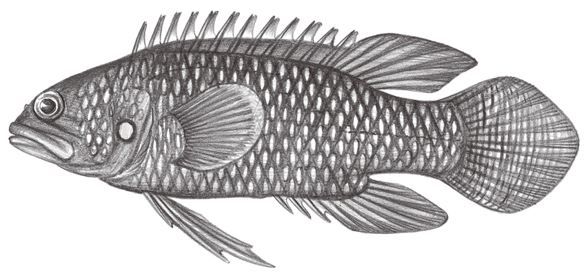 Plesiops corallicola (珊瑚七夕魚)