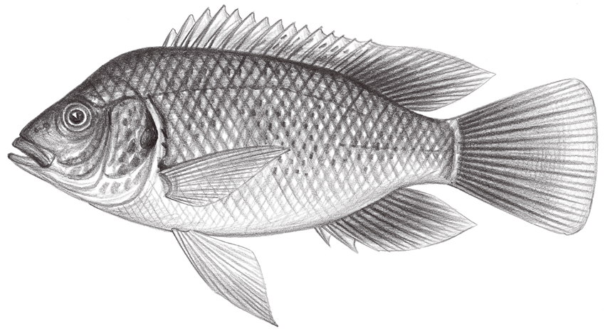 Oreochromis mossambicus (莫三比克口孵非鯽)