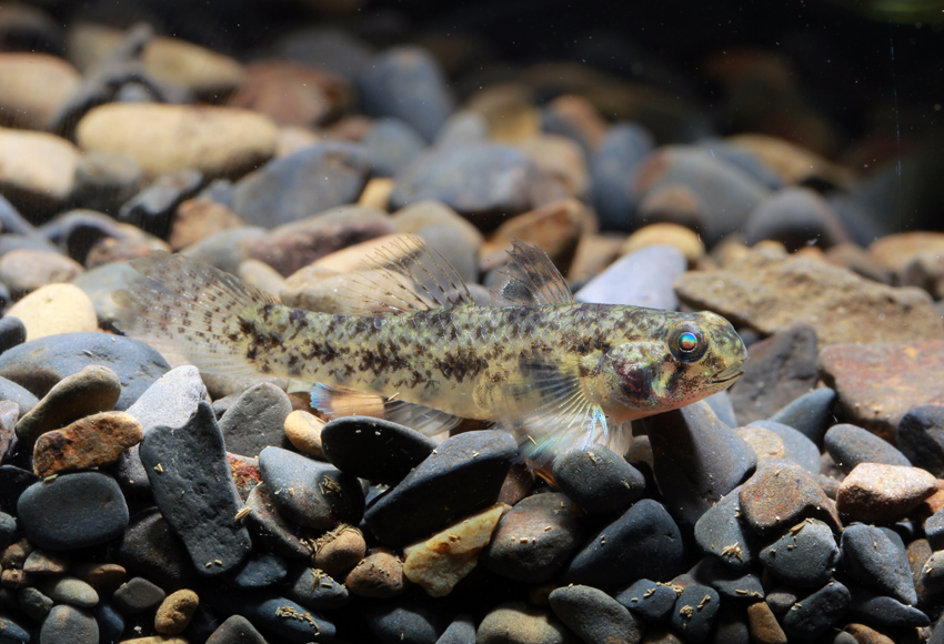 Pseudogobius javanicus (爪哇擬鰕虎)