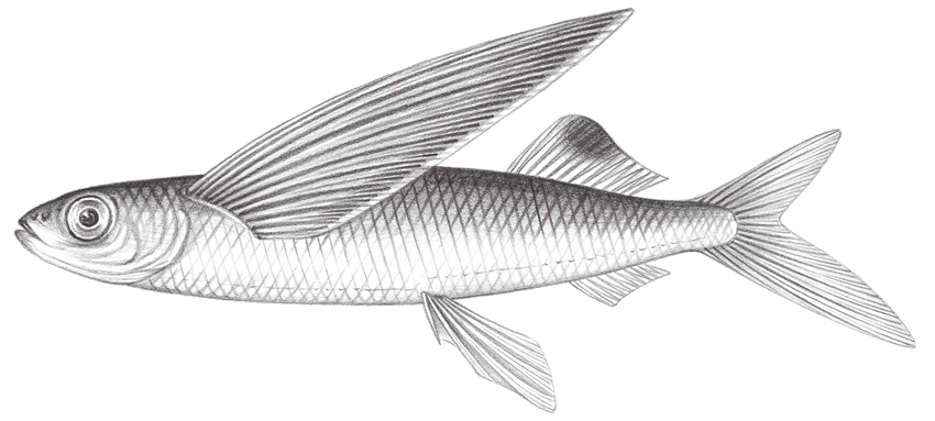 Cheilopogon spilonotopterus (點背鬚唇飛魚)