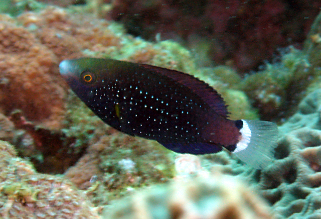 Scarus niger (黑鸚哥魚)