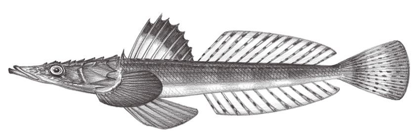 Grammoplites scaber (橫帶棘線牛尾魚)