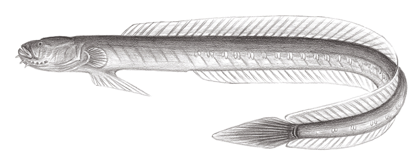 Taenioides cirratus (鬚鰻鰕虎)