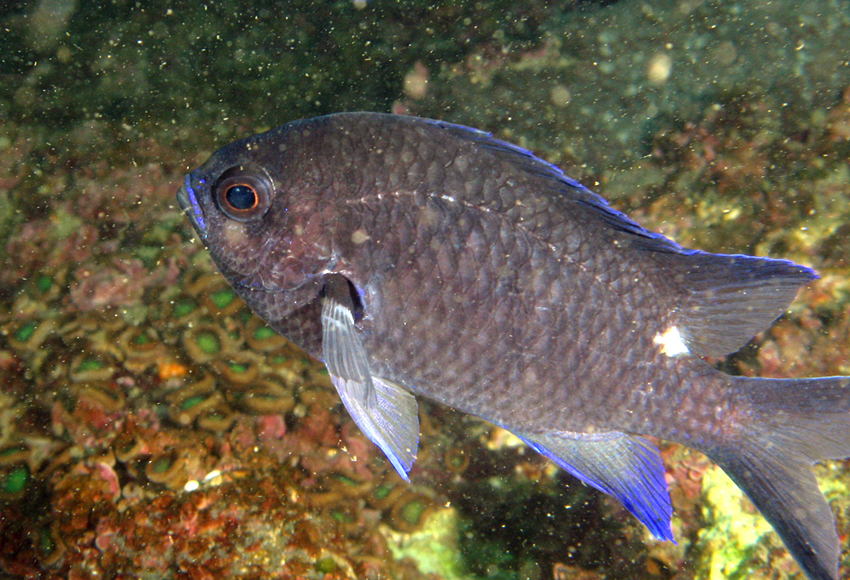 Chromis notata (尾斑光鰓雀鯛)