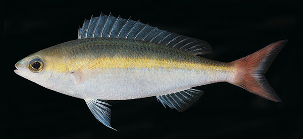 Pentapodus aureofasciatus (黃帶錐齒鯛)