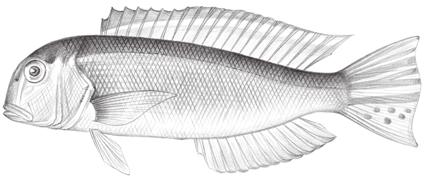 Branchiostegus auratus (斑鰭馬頭魚)