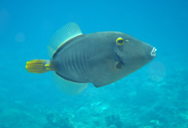 Cantherhines dumerilii (杜氏刺鼻單棘魨)